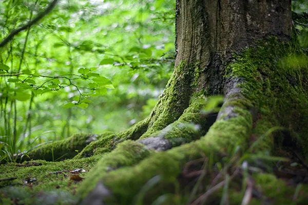 Surrounding-Wildlife Surrounding Wildlife